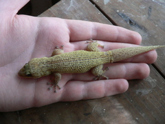 Phyllodactylus ventralis