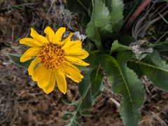 Balsamorhiza serrata