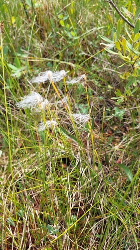 Trichophorum alpinum, photograph 4