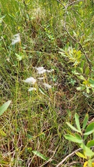 Trichophorum alpinum, photograph author not stated, no rights reserved