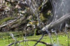 Geothlypis trichas trichas