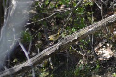Geothlypis trichas trichas