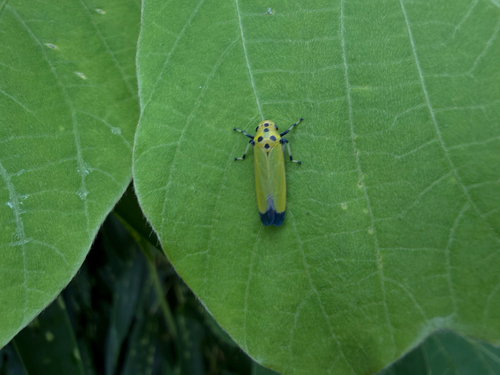 Black-tipped Leafhopper