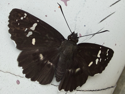 White-banded Flat