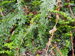 Asplenium tenuifolium