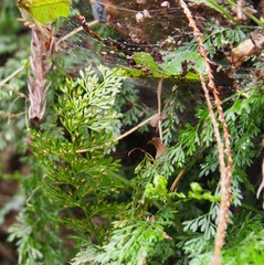 Asplenium tenuifolium