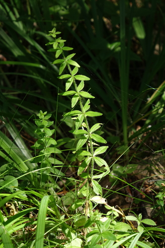 Cruciata glabra, photograph 5