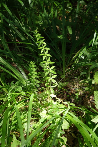 Cruciata glabra, photograph 6