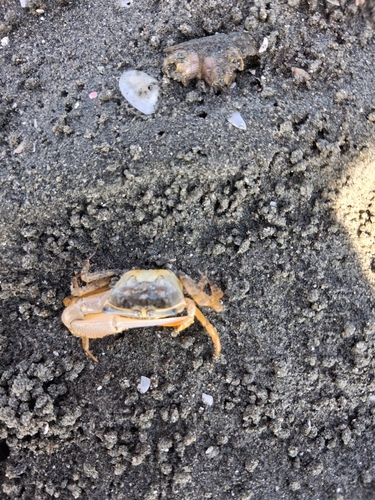 Citrus Fiddler Crab