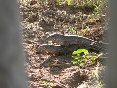 Ameiva praesignis