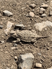 Phrynosoma douglasii