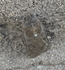 Protorthodes melanopis