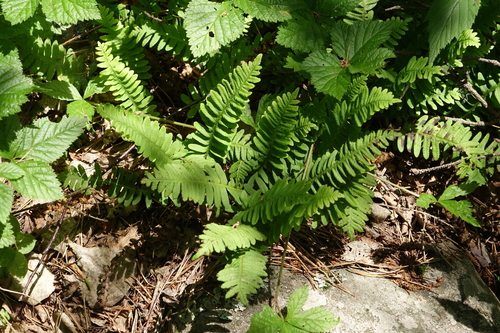 Polypodium sibiricum, photograph 6