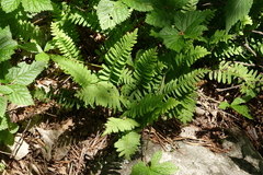 Polypodium sibiricum, photograph (c) Oleg Kosterin, some rights reserved (CC BY)