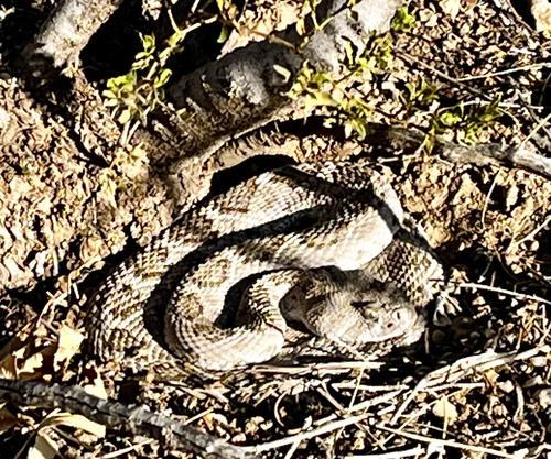 Western Diamond-backed Rattlesnake