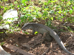 Ameiva praesignis