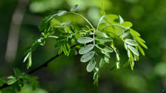 Caragana arborescens