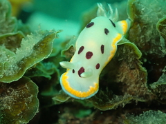 Goniobranchus tumuliferus