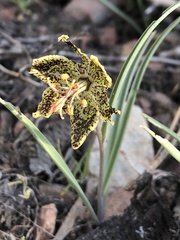 Fritillaria pinetorum