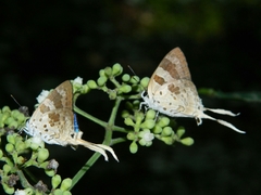 Bindahara moorei