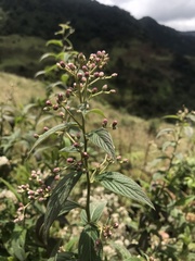 Lepidaploa canescens