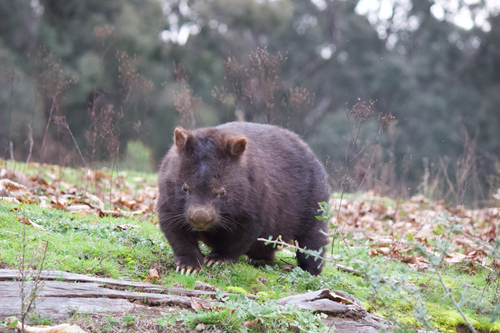 Mainland Wombat
