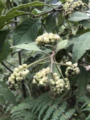 Clibadium trianae