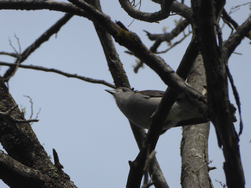 Gray Shrikethrush