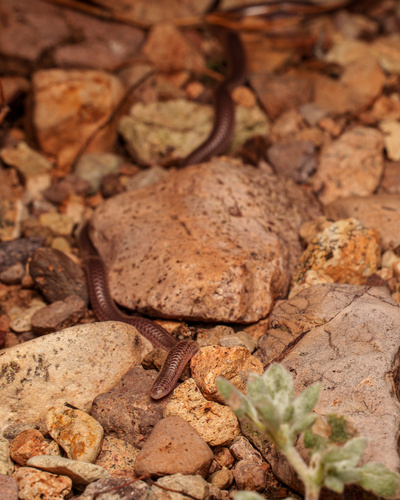 Trans-Pecos Blindsnake
