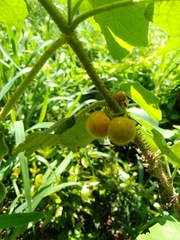 Solanum hirtum