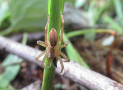 Dolomedes triton