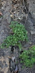 Nemophila menziesii integrifolia