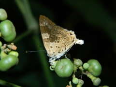 Bindahara moorei