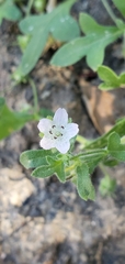 Nemophila menziesii integrifolia