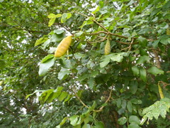 Lonchocarpus
