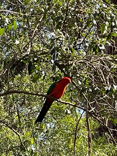 Australian King Parrot