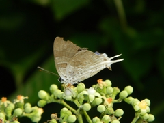 Bindahara moorei