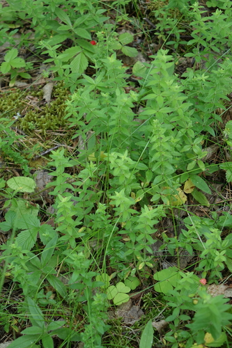 Cruciata glabra, photograph 4