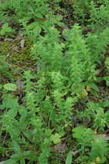(c) Oleg Kosterin, some rights reserved (CC BY) Cruciata glabra, photograph (c) Oleg Kosterin, some rights reserved (CC BY)