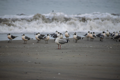 Chroicocephalus cirrocephalus