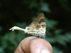 Bindahara moorei