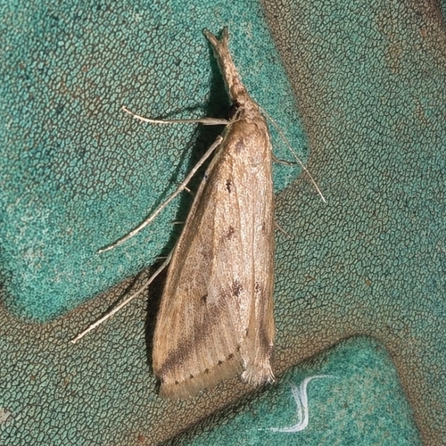 Long-beaked Donacaula Moth photo 4
