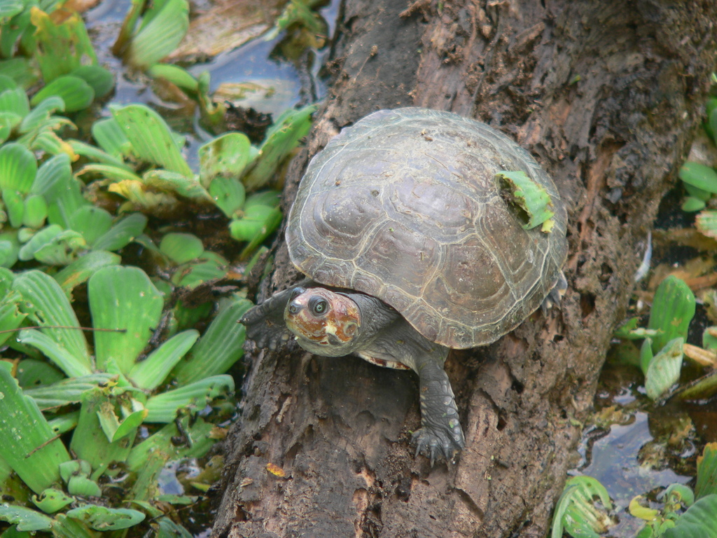 Tortuga sabanera (Reptiles de Yopal) · iNaturalist