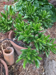 Crassula ovata