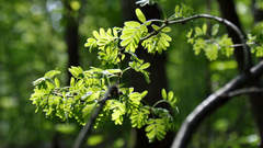 Caragana arborescens