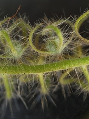 Phacelia cicutaria hispida