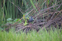 Pardirallus sanguinolentus