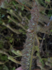 Phacelia cicutaria hispida