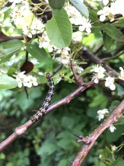 Cystidia couaggaria couaggaria