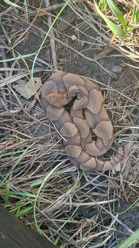 Eastern Copperhead